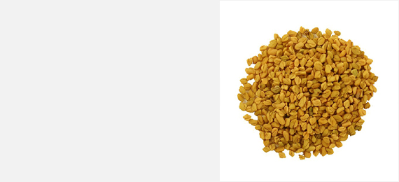 Shanson Exports : An Exporter Of Fenugreek Seeds, Fenugreek Seeds Exporter, Fenugreek Seeds Supplier, Fenugreek Seeds Producer, Fenugreek Seeds Sortex Quality, Fenugreek Seeds Machine Clean Quality, Fenugreek Seeds Ahmedabad, Fenugreek Seeds Exporter Gujarat, Fenugreek Seeds Exporter India.
